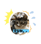 毎日賑やか猫族（個別スタンプ：3）