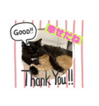 毎日賑やか猫族（個別スタンプ：4）