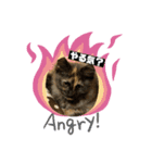 毎日賑やか猫族（個別スタンプ：6）