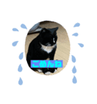 毎日賑やか猫族（個別スタンプ：8）