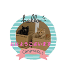 1.2.3ねこ（個別スタンプ：1）