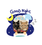 1.2.3ねこ（個別スタンプ：2）