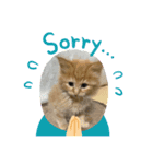 1.2.3ねこ（個別スタンプ：3）