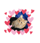 1.2.3ねこ（個別スタンプ：4）