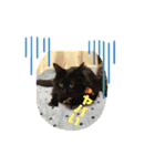 1.2.3ねこ（個別スタンプ：5）