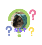 1.2.3ねこ（個別スタンプ：6）