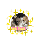 1.2.3ねこ（個別スタンプ：7）