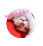 てぃらSTAMP（個別スタンプ：1）