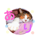 てぃらSTAMP（個別スタンプ：4）