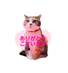 てぃらSTAMP（個別スタンプ：5）