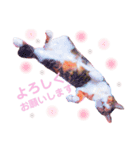 てぃらSTAMP（個別スタンプ：6）