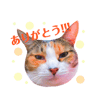 てぃらSTAMP（個別スタンプ：7）