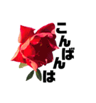 yasuおばさんの薔薇言葉3（個別スタンプ：3）