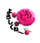 yasuおばさんの薔薇言葉3（個別スタンプ：28）
