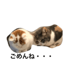 可愛くて楽しい4匹の猫 8（個別スタンプ：1）