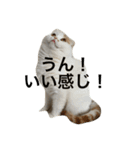 可愛くて楽しい4匹の猫 8（個別スタンプ：2）
