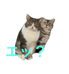 可愛くて楽しい4匹の猫 8（個別スタンプ：3）