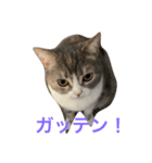可愛くて楽しい4匹の猫 8（個別スタンプ：6）
