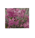 花咲く春！美しいチューリップ赤黄ピンク紫（個別スタンプ：22）