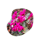 花咲く春！美しいチューリップ赤黄ピンク紫（個別スタンプ：23）