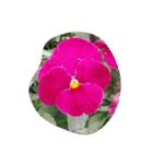花咲く春！美しいチューリップ赤黄ピンク紫（個別スタンプ：25）
