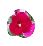 花咲く春！美しいチューリップ赤黄ピンク紫（個別スタンプ：36）