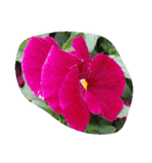 花咲く春！美しいチューリップ赤黄ピンク紫（個別スタンプ：38）