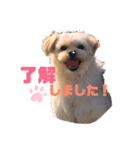 ヴァーデルすたんぷ（個別スタンプ：1）