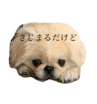 きじまるだけど（個別スタンプ：1）