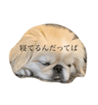 きじまるだけど（個別スタンプ：3）