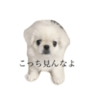 きじまるだけど（個別スタンプ：4）