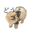 きじまるだけど（個別スタンプ：7）