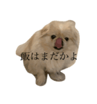 きじまるだけど（個別スタンプ：8）
