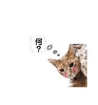 うちのカワイイペット2（個別スタンプ：3）