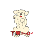 ごーるでんわんこ1 ゴールデンレトリバー1（個別スタンプ：1）