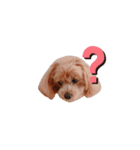 moco's Face（個別スタンプ：3）
