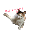 白いぽっちゃり猫（個別スタンプ：7）