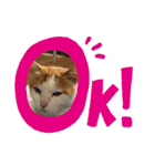うちの可愛い猫ちゃんです 2（個別スタンプ：2）