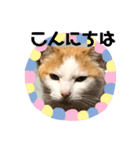 うちの可愛い猫ちゃんです 2（個別スタンプ：5）