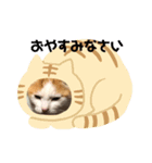 うちの可愛い猫ちゃんです 2（個別スタンプ：6）