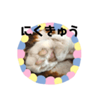 うちの可愛い猫ちゃんです 2（個別スタンプ：11）
