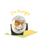 うちの可愛い猫ちゃんです 2（個別スタンプ：14）