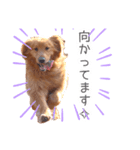 ゴールデンレトリバー！（個別スタンプ：1）