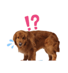 ゴールデンレトリバー！（個別スタンプ：4）