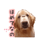 ゴールデンレトリバー！（個別スタンプ：5）