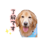 ゴールデンレトリバー！（個別スタンプ：7）