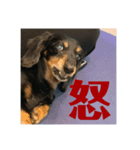 ラッキーアンラッキー（個別スタンプ：4）