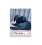 ラッキーアンラッキー（個別スタンプ：8）
