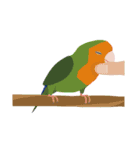 インコといろいろな鳥のスタンプ(Ver.6)（個別スタンプ：36）