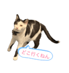 牛柄猫の琥珀くん（個別スタンプ：1）